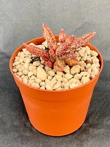 Adromischus Marianiae Antidorcatum Topf Ø 7,5 - Bild 1 von 1