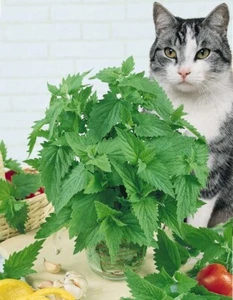 250+ Catnip Seed, Heirloom NON-GMO Fresh Seeds for Your Garden and Fur Babies  - Picture 1 of 7