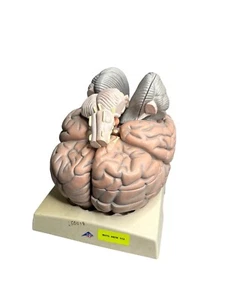 3B Scientific - Smart Anatomy Giant Human Brain Model - 2.5x Full Size, 12 Parts - Picture 1 of 7