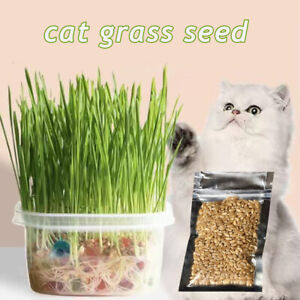 Cat Grass Seeds Pot Plant Quick Germination Cat Accessory 30G Convenient Simple