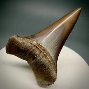 Outstanding Colors 1.73" Fossil EXTINCT MAKO Shark Tooth - Peru - Picture 1 of 5