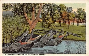 Panamá - Alligator quartette on the Bayano river - Publ. I. L. Maduro Jr. A19514 - Picture 1 of 2