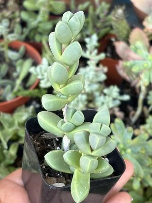 2” Corpuscularia lehmannii ‘Ice Plant’ Succulent - Image 1 of 4