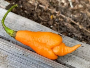 Sherwoods Seeds Orange Rhino Rhinoceros Pepper Premium Seed Packet - Picture 1 of 1