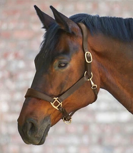 Waldhausen X-Line Lederhalfter Anatomic schwarz oder braun - Bild 1 von 4