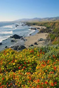 Giclee de lona Wildflowers At Big Sur de Barbara Snyder paisaje marino 18x24 - Imagen 1 de 1