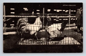 Getting Acquainted Rooster & Hen Romance Chicken Farming Mayrose Postcard - Picture 1 of 4