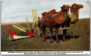 Russia Camels Used To Draft Animals Operating American Harvesting Postcard - Picture 1 of 2