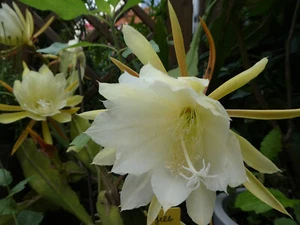 Blattkaktus Epiphyllum bewurzelt Ableger ca38cm Epi Kakteen Kaktus Weiß Rot Gelb - Bild 1 von 24