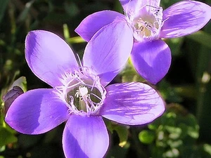 Gentian Multi-Potency Bach Flower Essence Remedy 15 ml - Disappointed & Set Back - Picture 1 of 3