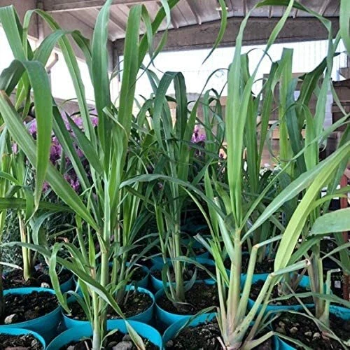 PIANTA DI CITRONELLA, 20-30 CM , ANTIZANZARE NATURALE,Cymbopogon citratus - Immagine 1 di 1