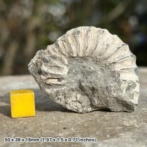 Pleuroceras spinatum ammonite fossil | jurassic era | lower lias formation | - Picture 1 of 1