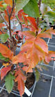 Sorbus fallax 'Burka' / Godet / Fruitier