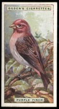 Tobacco Card, Ogdens, FOREIGN BIRDS, 1924, Purple Finch, #15