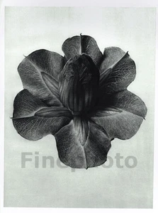 1929 Original BOTANICAL PLANT Flower By KARL BLOSSFELDT - Picture 1 of 1