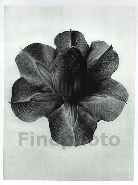 1929 年原版植物花 KARL BLOSSFELDT 著 — 第 1/1 张图片