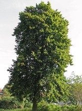 TILIA PLATYPHYLLOS 10 Semi Seeds tiglio nostrano largeleaf linden