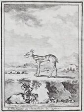 Chevrotain mouse-deer Hirschferkel Zwergböckchen drawing Zeichnung dessin 1780