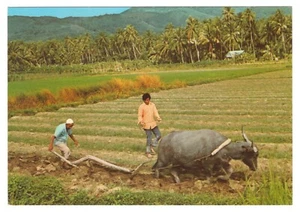 Unposted Penang Malaysia Rice Field Ploughing With Water Buffalo Postcard - Picture 1 of 2