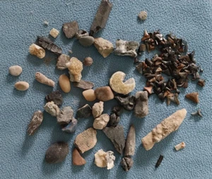 Lote mixto de fósiles de Florida - escudos de tortuga, dientes de tiburón, huesos, miel calcita - Imagen 1 de 11