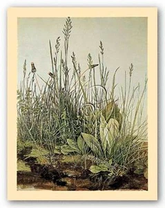 Tall Grass Albrecht Durer Museum Art Print 12x15 - Picture 1 of 1