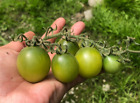 Tomatensamen Grüne Traube