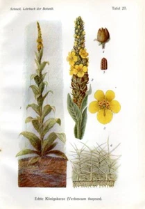 1908 SCHMEIL CHROMOLITHOGRAPH gewöhnliche oder große Rolle - Bild 1 von 3