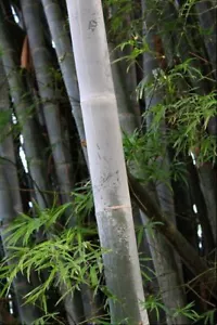 Dendrocalamus membranaceus (Waya Giant Clumping Bamboo) 10 SEEDS | Garden Plants - Picture 1 of 4