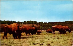 Postal bisonte americano oído de búfalo pastando en el campo - Imagen 1 de 2