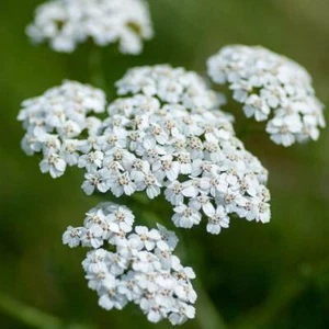 Achillea millefolium - Picture 1 of 1