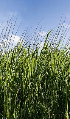 Marburg Tapete 47272 grün Schilf Wandbild Paneele Wandpaneele Vlies Digitaldruck - Bild 1 von 4