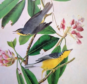 John James Audubon Birds Canada Warbler Vintage Art Book Plate 46 - Picture 1 of 7