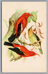 Postal hawaiana The Tiwi Bird of Hawaii Birds H14 - Imagen 1 de 2