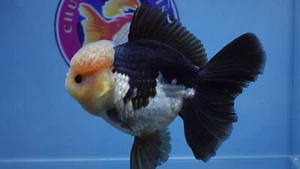 Goldfish A Grade Jade Head Panda Rosetail Oranda Female - Picture 1 of 8