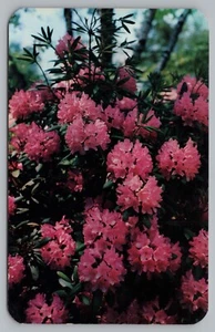 AK Rhododendron Busch dramatische Bergschönheit unbespielt - Bild 1 von 2