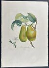 Poiteau & Turpin - Pear. 54 - 1808 Traite des arbres fruitiers