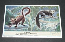 1954 LIEBIG OXO SERIES 1604 APEN MONKEYS N°1 VARIOUS BONTE MAKI KNAAGMAKI CHROME