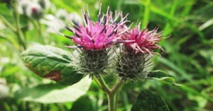 100 semillas de bardana (Arctium Lappa) orgánicas no transgénicas - Imagen 1 de 1