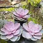 3x Echeveria 'Pollux', 15cm wide, silver / lilac succulents in 9cm containers