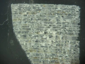 Cáscara bivalva rudistídica rudista del Cretácico SECCIÓN DELGADA fósil Durania 1 por oferta - Imagen 1 de 5