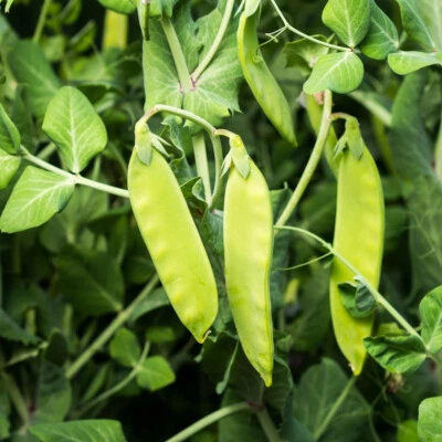 Oregon Sugar Pod II Snow Pea Seeds, Heirloom, NON-GMO, FREE SHIPPING - Image 1 of 2