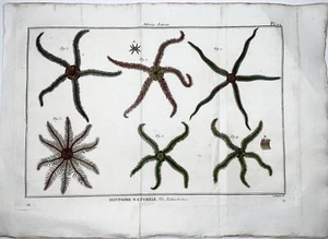 1789 Scattaglia - Sea stars, starfish, asterias, 43cm, hand colour engraving - Picture 1 of 2