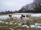 Photo 6x4 Sheep with bells on Pullington Seen from the High Weald Landsca c2010