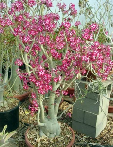 ADENIUM MULTIFLORUM - 5 SAMEN "frische Samen" + GRATIS GESCHENK - Bild 1 von 2