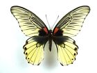 Papilio memnon f. super-cream Weibchen
