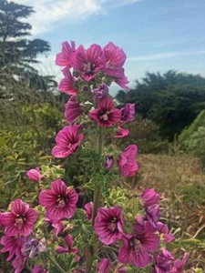 Malva assurgentiflora | Island Mallow | Royal Mallow | Mission Mallow | 50 Seeds - Picture 1 of 3