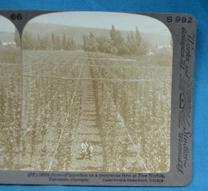 Australia Stereoview Photo Acres Of Hop Vines Farm At New Norfolk Tasmania - Picture 1 of 3
