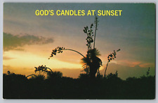 God's Candles at Sunset Yucca State Flower New Mexico Postcard Chrome Funny Note
