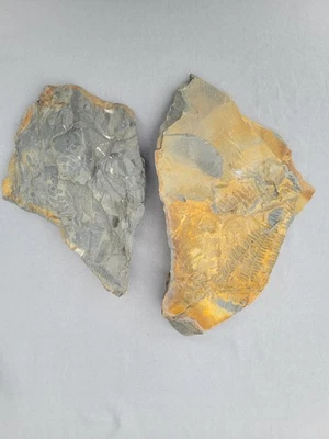 Tons Of Fern And CalamiteFossils AMAZING DETAIL  - Image 1 of 4