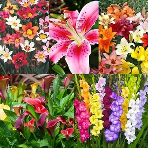 Complete Flower Bulb Garden - 75 Bulbs for 50 Days of Continuous Blooms (Summer - Picture 1 of 6